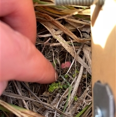 Galium ciliare subsp. ciliare at Mount Clear, ACT - 15 Aug 2025 by JamesVandersteen