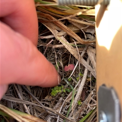 Galium ciliare subsp. ciliare at Mount Clear, ACT - 15 Aug 2025 by JamesVandersteen