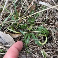 Hypochaeris radicata (Cat's Ear, Flatweed) at Mount Clear, ACT - 15 Aug 2025 by JamesVandersteen