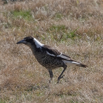 Gymnorhina tibicen (Australian Magpie) at Kambah, ACT - 12 Aug 2025 by AlisonMilton