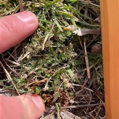 Oreomyrrhis eriopoda (Australian Carraway) at Mount Clear, ACT - 15 Aug 2025 by JamesVandersteen