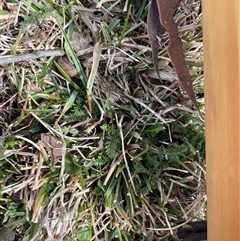 Oreomyrrhis eriopoda (Australian Carraway) at Mount Clear, ACT - 15 Aug 2025 by JamesVandersteen