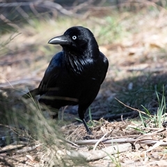 Corvus coronoides (Australian Raven) at Kambah, ACT - 12 Aug 2025 by AlisonMilton