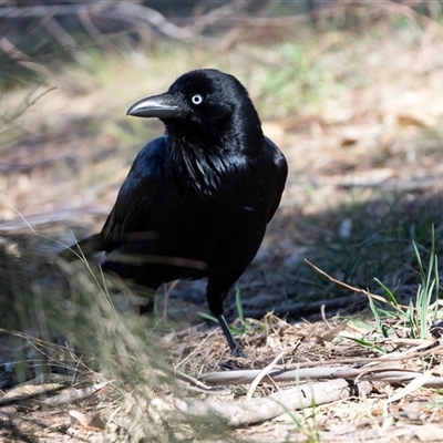 Corvus coronoides (Australian Raven) at Kambah, ACT - 12 Aug 2025 by AlisonMilton