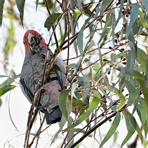 Callocephalon fimbriatum at Wattle Ridge, NSW - suppressed