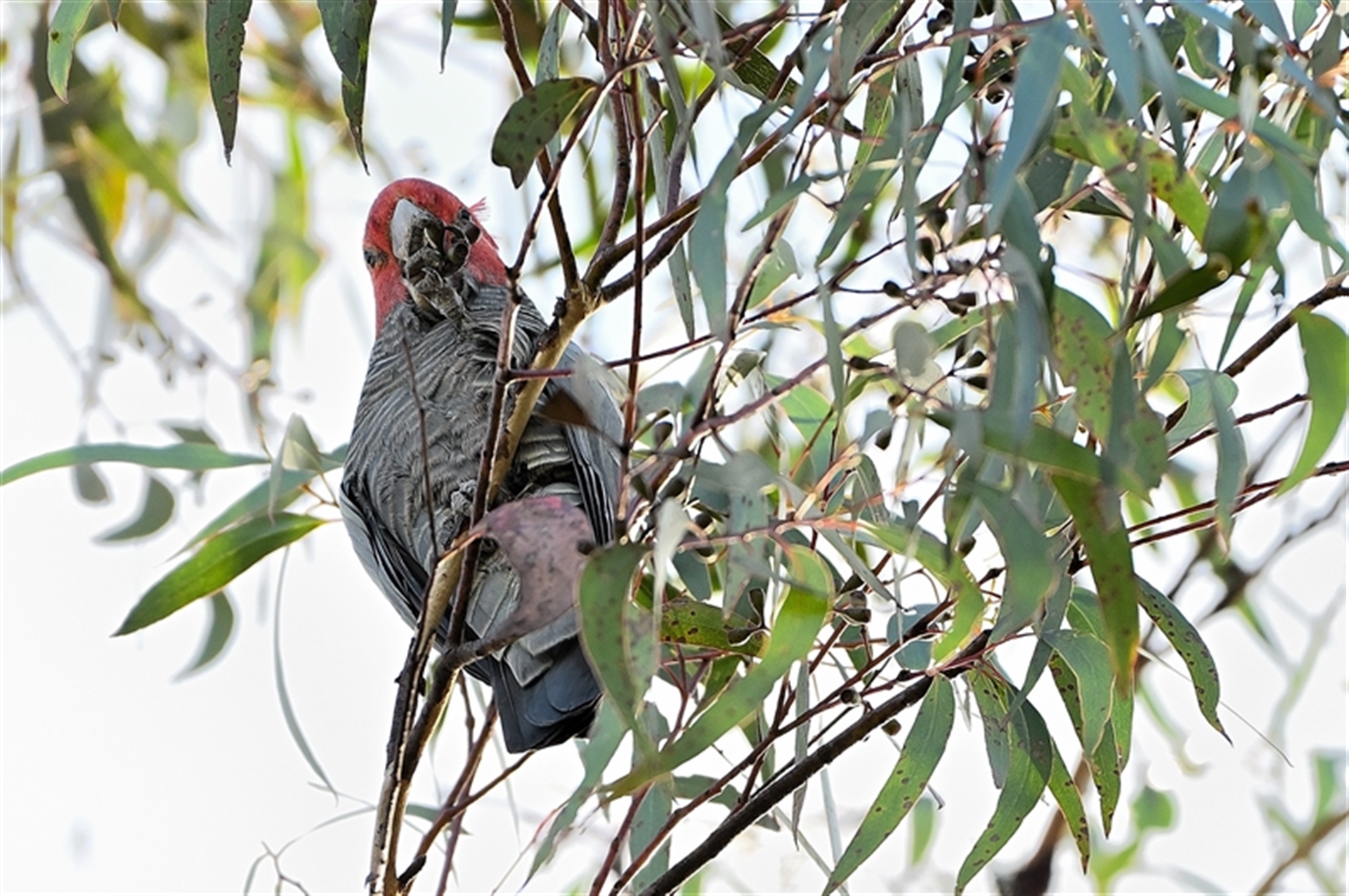 Callocephalon fimbriatum at Wattle Ridge, NSW - suppressed