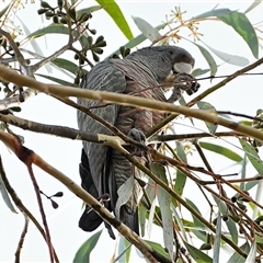 Callocephalon fimbriatum at Wattle Ridge, NSW - suppressed