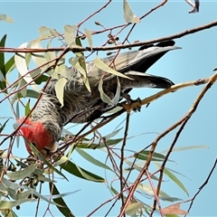 Callocephalon fimbriatum at Wattle Ridge, NSW - suppressed