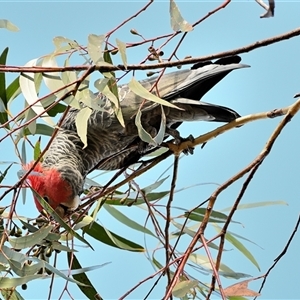 Callocephalon fimbriatum at Wattle Ridge, NSW - suppressed