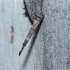 Conoeca guildingi (A case moth) at Wanniassa, ACT - 12 Aug 2025 by AlisonMilton