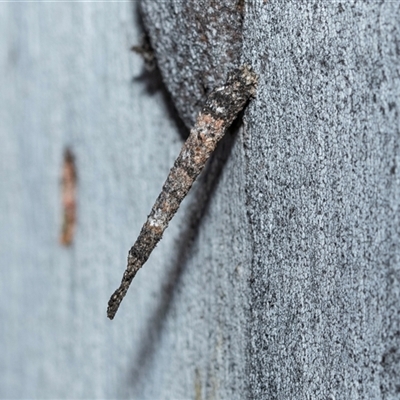 Conoeca guildingi (A case moth) at Wanniassa, ACT - 12 Aug 2025 by AlisonMilton