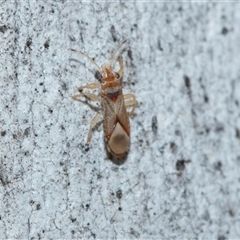 Thaumastocoris peregrinus (Bronze Bug) at Wanniassa, ACT - 12 Aug 2025 by AlisonMilton