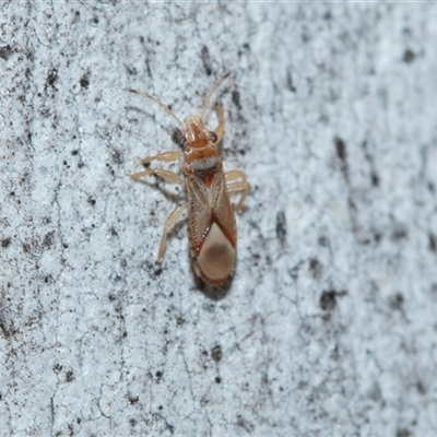 Thaumastocoris peregrinus (Bronze Bug) at Wanniassa, ACT - 12 Aug 2025 by AlisonMilton