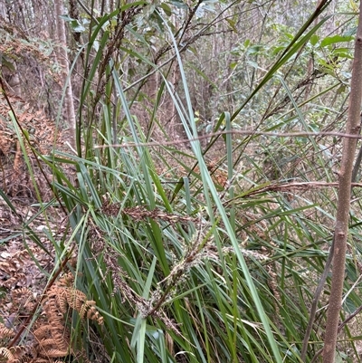 Lomandra longifolia at Caparra, NSW - 15 Aug 2025 by maznee