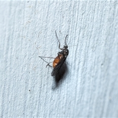 Sciaridae sp. (family) (Black fungus gnat) at Wanniassa, ACT - 12 Aug 2025 by AlisonMilton
