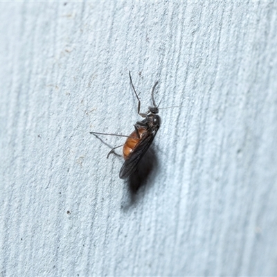 Sciaridae sp. (family) (Black fungus gnat) at Wanniassa, ACT - 12 Aug 2025 by AlisonMilton