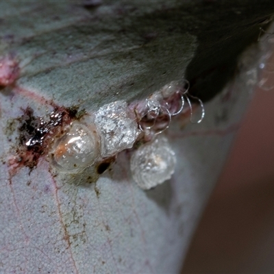 Glycaspis sp. (genus) at Wanniassa, ACT - 12 Aug 2025 by AlisonMilton
