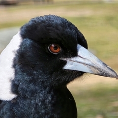 Gymnorhina tibicen (Australian Magpie) at Tharwa, ACT - 15 Aug 2025 by Mike