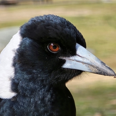 Gymnorhina tibicen (Australian Magpie) at Tharwa, ACT - 15 Aug 2025 by Mike