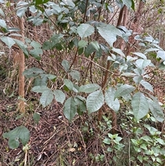 Unverified Other Tree at Caparra, NSW - 15 Aug 2025 by maznee