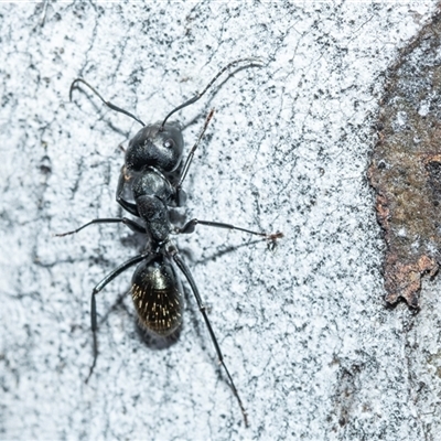 Camponotus aeneopilosus (A Golden-tailed sugar ant) at Wanniassa, ACT - 12 Aug 2025 by AlisonMilton