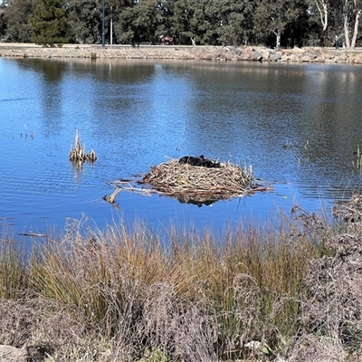 Cygnus atratus (Black Swan) at Ngunnawal, ACT - 11 Aug 2025 by Untidy
