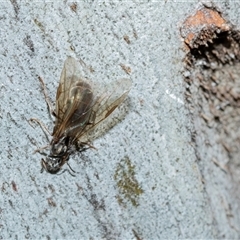Formicidae (family) (Unidentified ant) at Wanniassa, ACT - 12 Aug 2025 by AlisonMilton