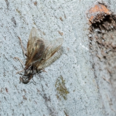 Formicidae (family) (Unidentified ant) at Wanniassa, ACT - 12 Aug 2025 by AlisonMilton