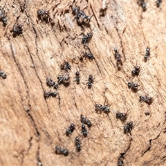 Iridomyrmex sp. (genus) (Ant) at Wanniassa, ACT - 12 Aug 2025 by AlisonMilton