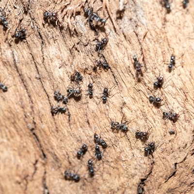 Iridomyrmex sp. (genus) (Ant) at Wanniassa, ACT - 12 Aug 2025 by AlisonMilton