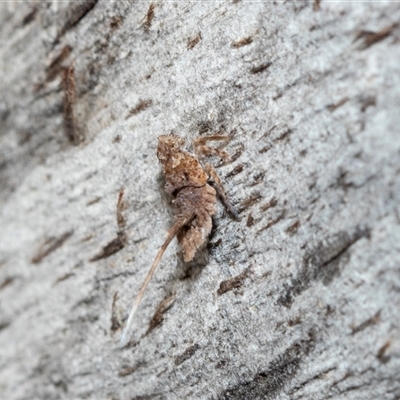 Fulgoroidea (superfamily) (Unidentified fulgoroid planthopper) at Wanniassa, ACT - 12 Aug 2025 by AlisonMilton