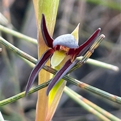 Lyperanthus suaveolens (Brown Beaks) at Ulladulla, NSW - 15 Aug 2025 by Clarel