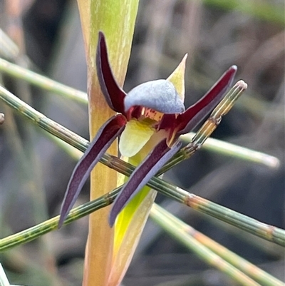 Lyperanthus suaveolens (Brown Beaks) at Ulladulla, NSW - 15 Aug 2025 by Clarel