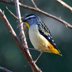 Pardalotus punctatus (Spotted Pardalote) at Ainslie, ACT - 15 Aug 2025 by jb2602