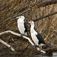 Phalacrocorax varius (Pied Cormorant) at Fyshwick, ACT - 15 Aug 2025 by davidcunninghamwildlife