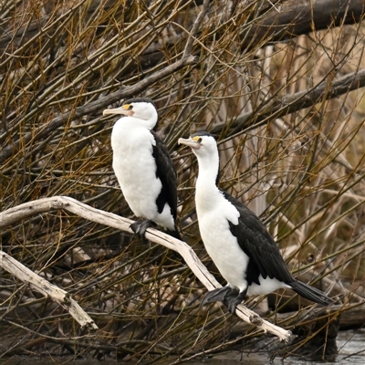 Phalacrocorax varius (Pied Cormorant) at Fyshwick, ACT - 15 Aug 2025 by davidcunninghamwildlife