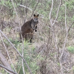 Wallabia bicolor (Swamp Wallaby) at Acton, ACT - 13 Aug 2025 by Philip