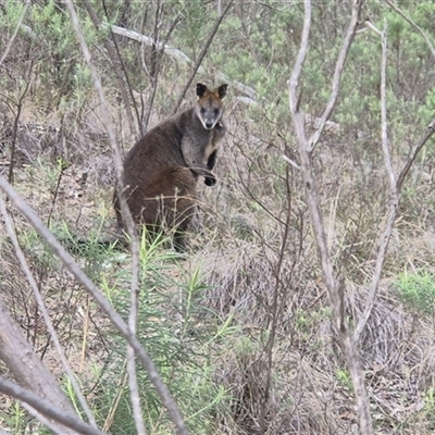 Wallabia bicolor (Swamp Wallaby) at Acton, ACT - 13 Aug 2025 by Philip