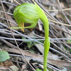 Pterostylis nutans (Nodding Greenhood) at Acton, ACT - 14 Aug 2025 by Philip