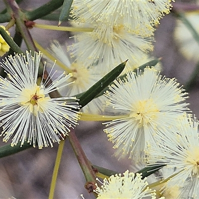 Acacia genistifolia (Early Wattle) at Acton, ACT - 13 Aug 2025 by Philip