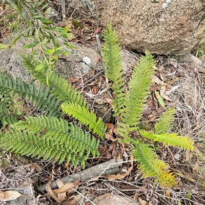 Polystichum proliferum (Mother Shield Fern) at Tharwa, ACT - 15 Aug 2025 by Mike