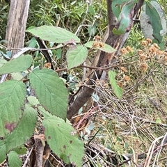 Rubus anglocandicans (Blackberry) at Tharwa, ACT - 15 Aug 2025 by Mike