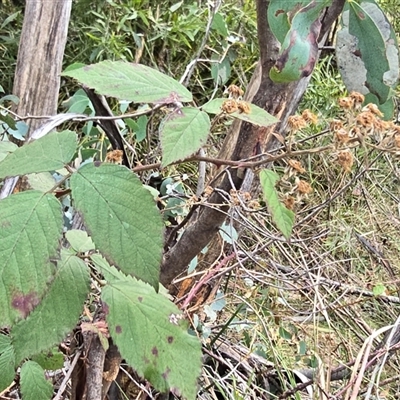 Rubus anglocandicans (Blackberry) at Tharwa, ACT - 15 Aug 2025 by Mike