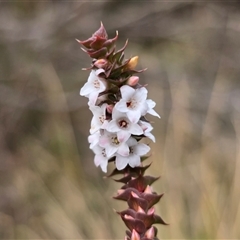 Epacris gunnii (Heath) at Tharwa, ACT - 15 Aug 2025 by Mike