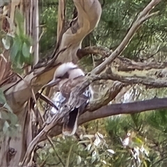 Dacelo novaeguineae (Laughing Kookaburra) at Tharwa, ACT - 15 Aug 2025 by Mike