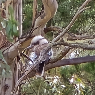Dacelo novaeguineae (Laughing Kookaburra) at Tharwa, ACT - 15 Aug 2025 by Mike