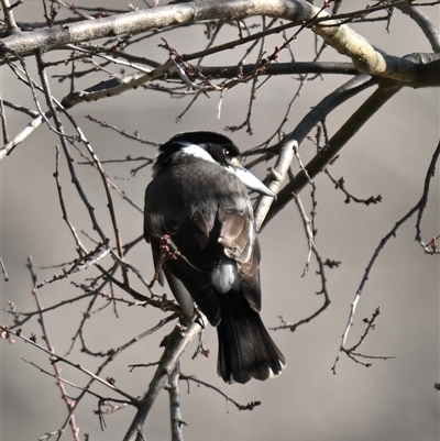 Cracticus torquatus (Grey Butcherbird) at Kingston, ACT - 12 Aug 2025 by davidcunninghamwildlife