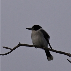 Cracticus torquatus (Grey Butcherbird) at Pialligo, ACT - 1 Jul 2024 by davidcunninghamwildlife