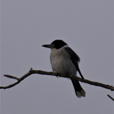 Cracticus torquatus (Grey Butcherbird) at Pialligo, ACT - 1 Jul 2024 by davidcunninghamwildlife