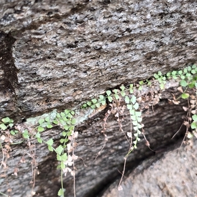 Asplenium flabellifolium (Necklace Fern) at Tharwa, ACT - 15 Aug 2025 by Mike